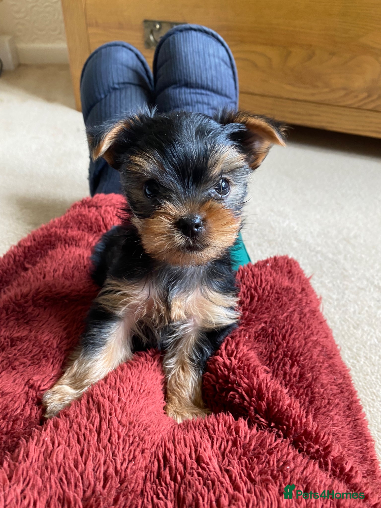 Yorkshire Terrier dogs Yorkshire Terrier Puppies  - Advert 2