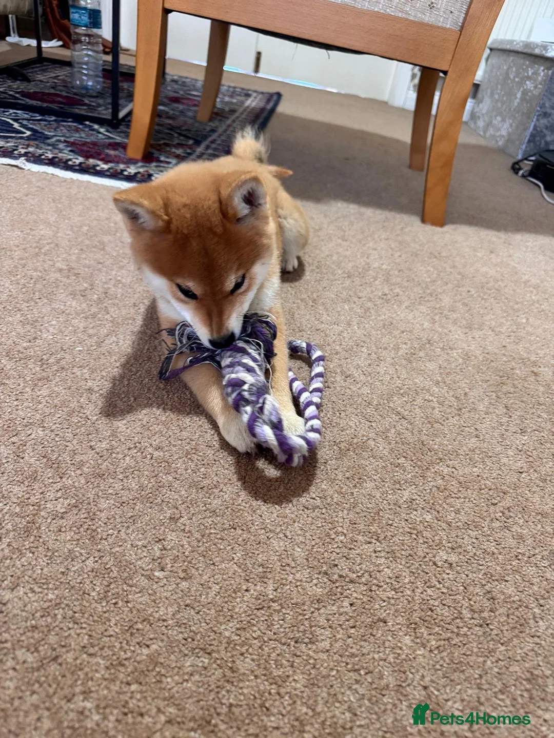 Japanese Shiba Inu dogs for sale: Japanese Shiba health tested , champion bloodline  - Advert 2