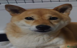 Japanese Shiba Inu dogs for sale: Japanese Shiba Inu older girl - Image 5