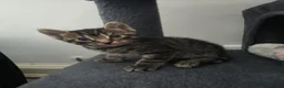 Mixed Breed cats for sale: Beautiful kittens  - Advert 28