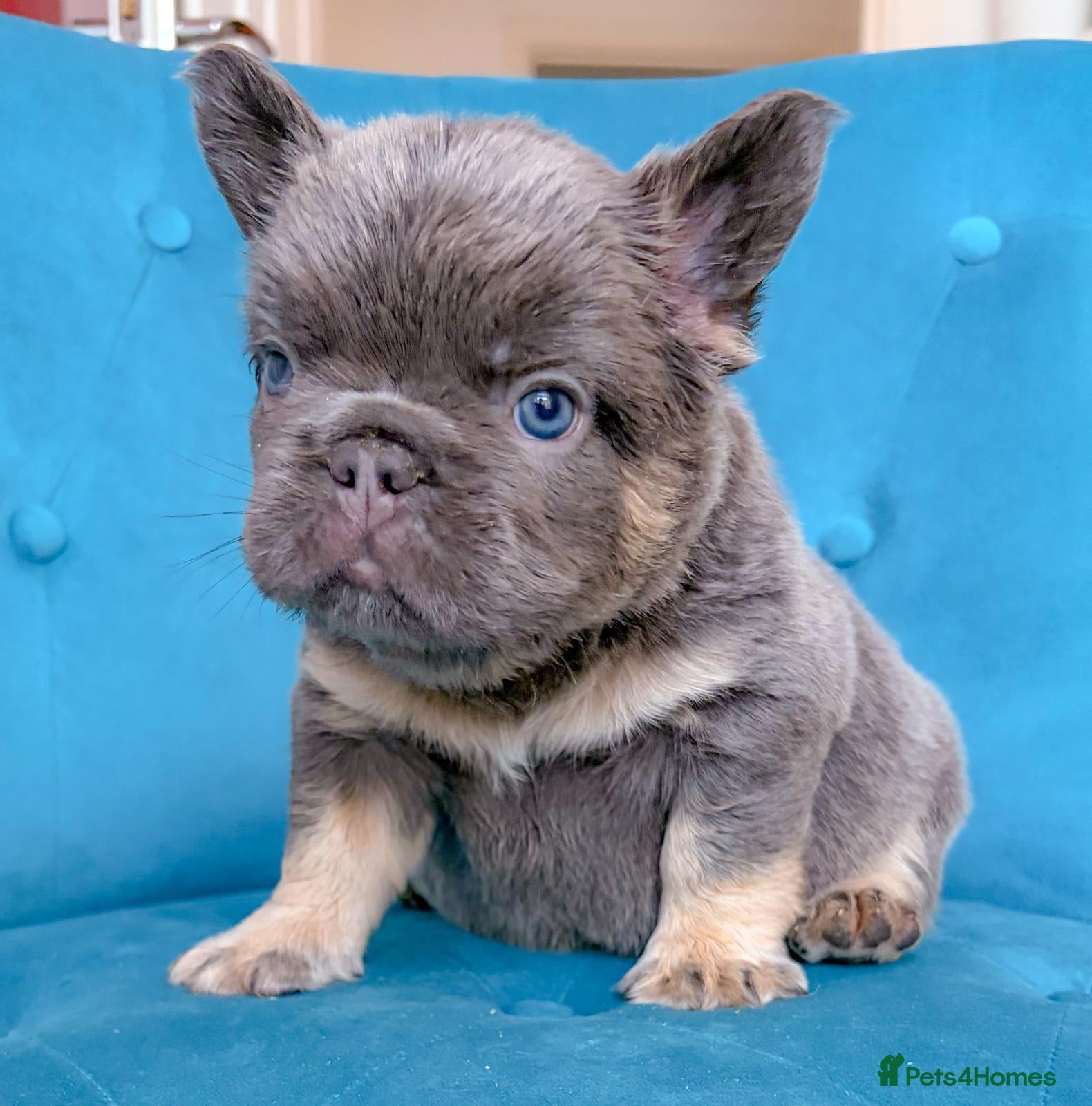 French Bulldog dogs for sale: 🐻READY NOW Lilac🐻 - Advert 2