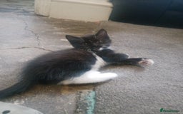British Shorthair cats for sale: 3 black and white kittens  - Image 3