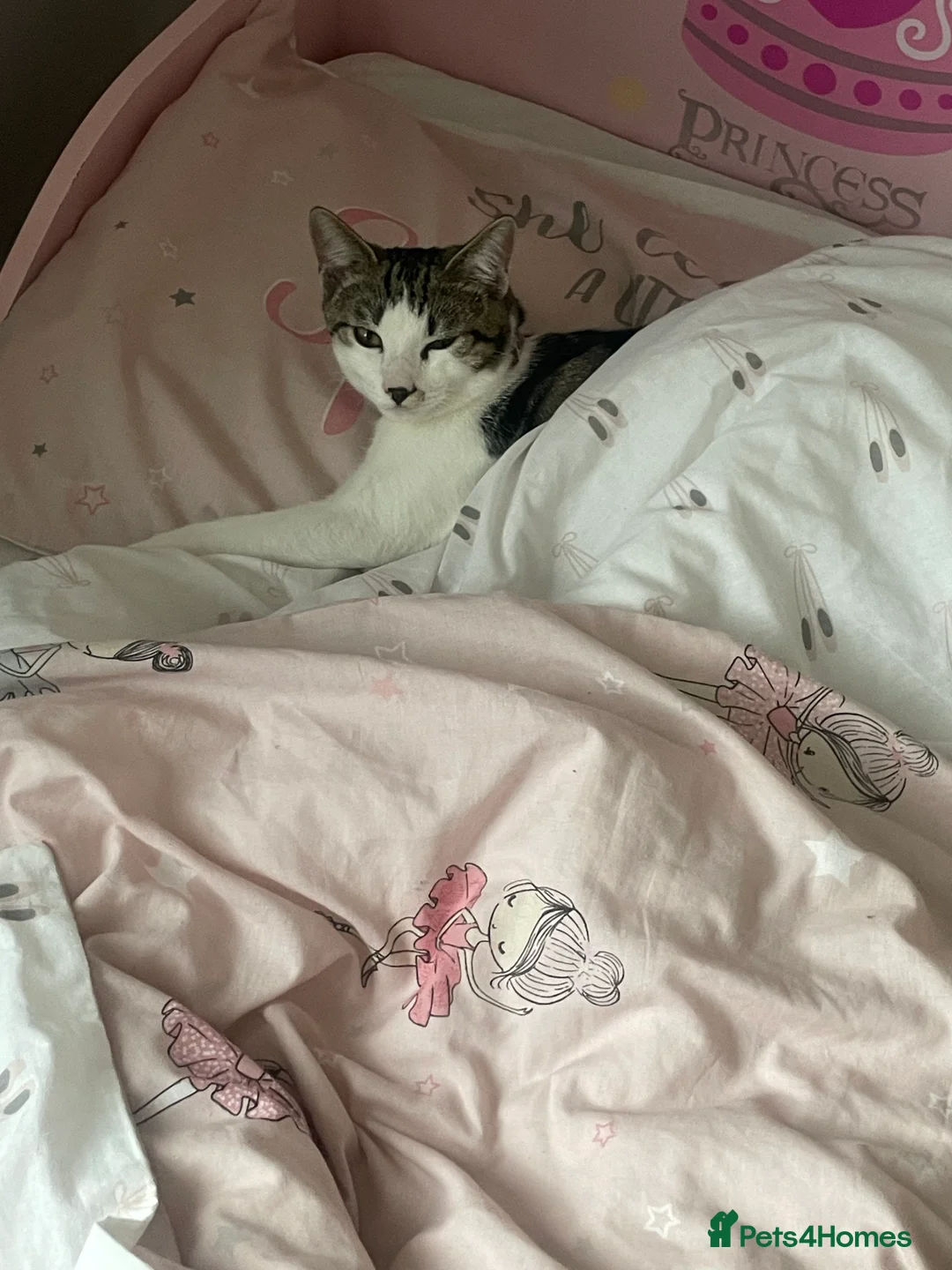 British Shorthair cats for sale: Kitten  in Luton - Advert 1