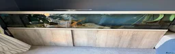 Axolotl reptiles for sale: Axolotls with tank - Advert 5
