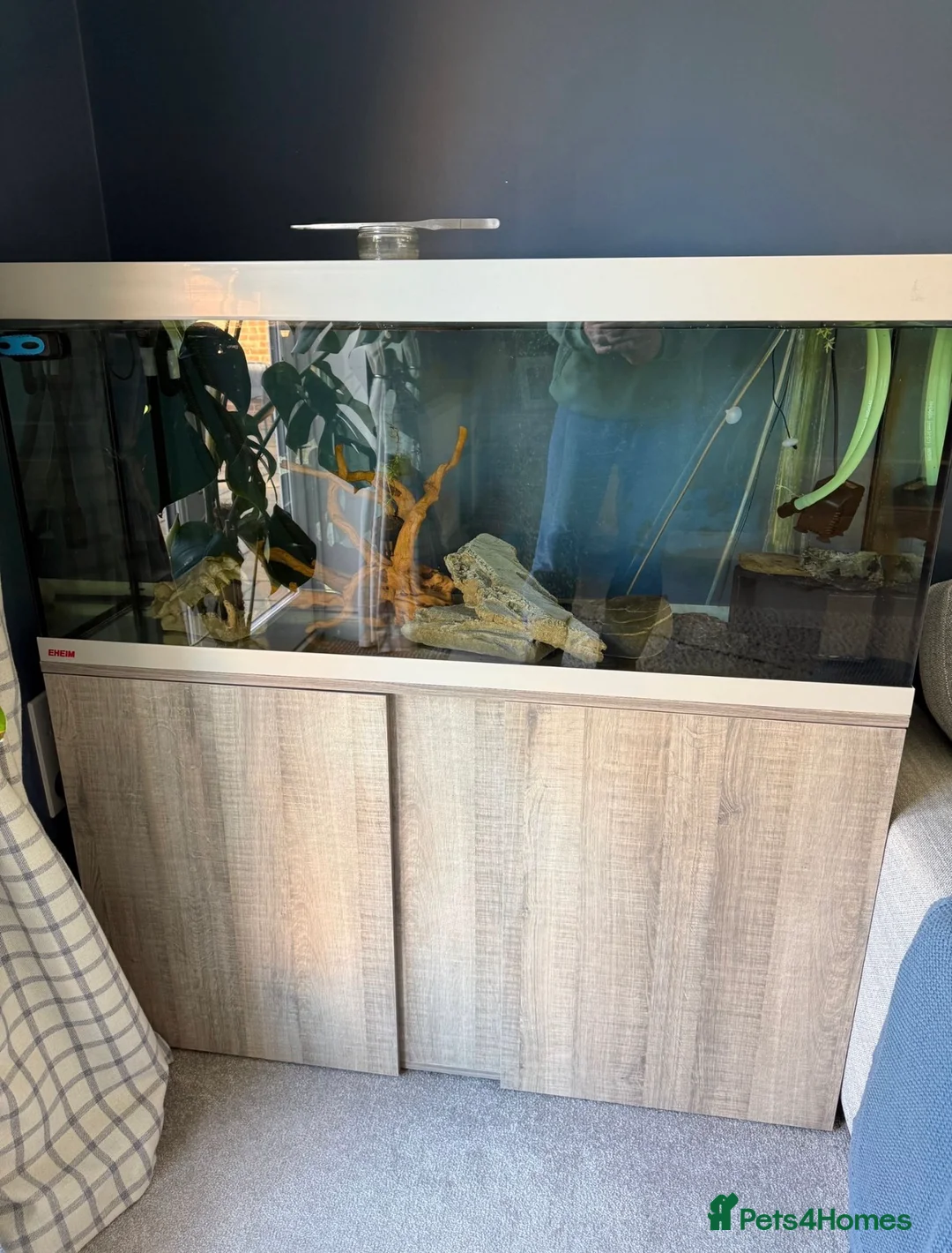Axolotl reptiles for sale: Axolotls with tank - Advert 5