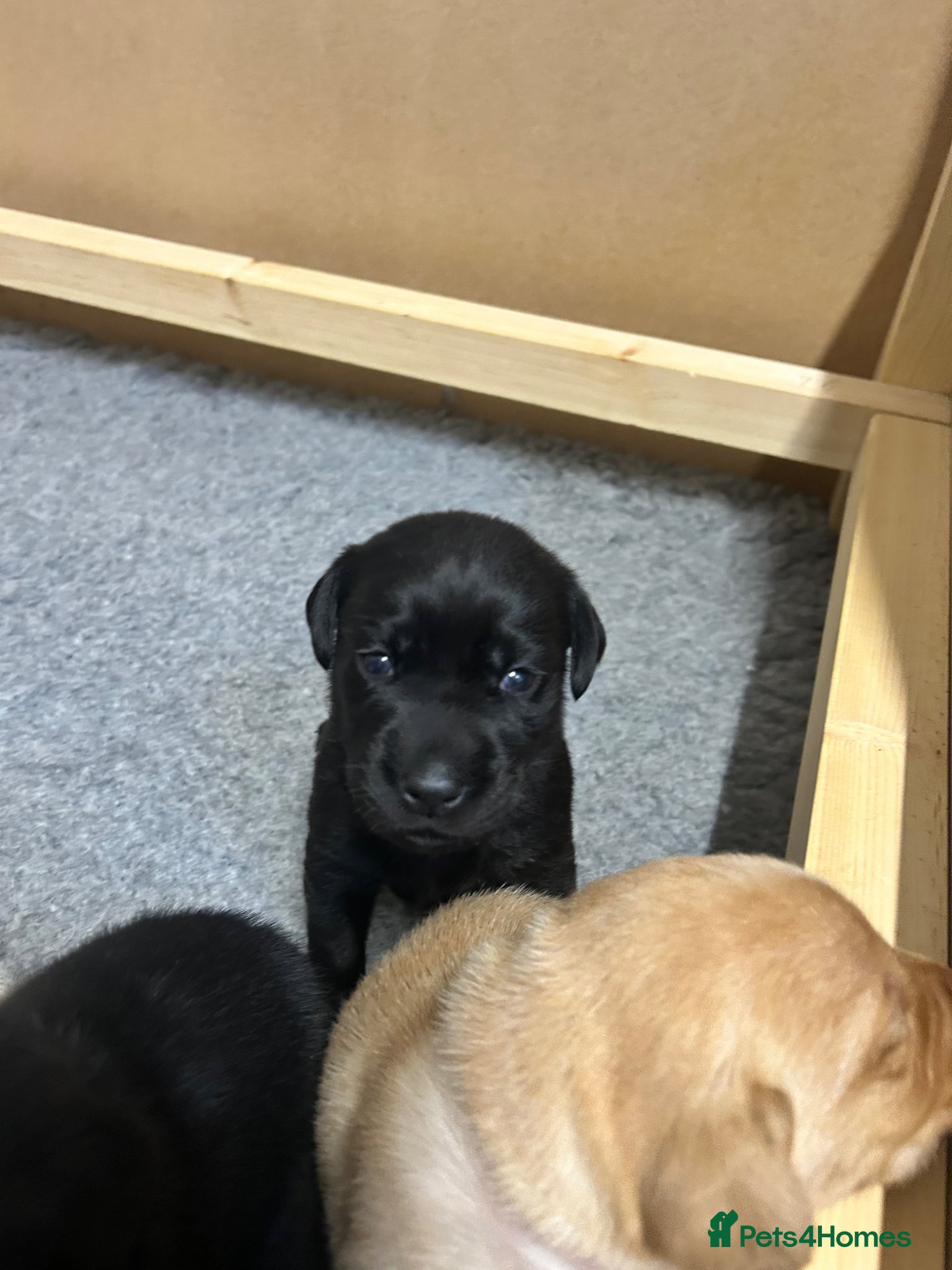 Labrador Retriever dogs Gorgeous Litter of Labrador puppies - Advert 2