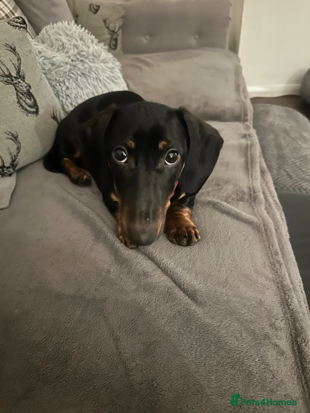 Dachshund dogs for sale: Male standard dachshund - Advert 6