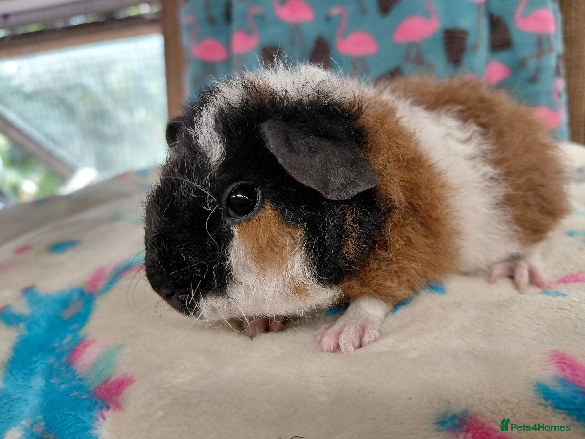 Guinea Pig rodents Baby Longhaired Boars/Brothers RTR - Advert 17