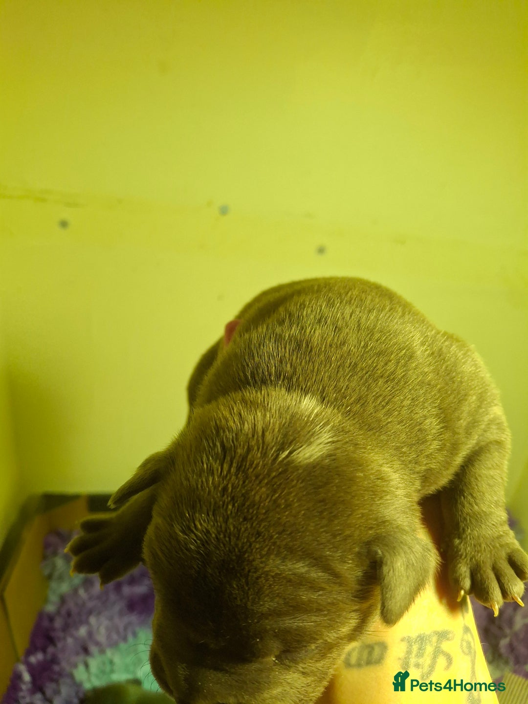 Staffordshire Bull Terrier dogs for sale: Blue Staffordshire Bull Terrier puppies - Image 12