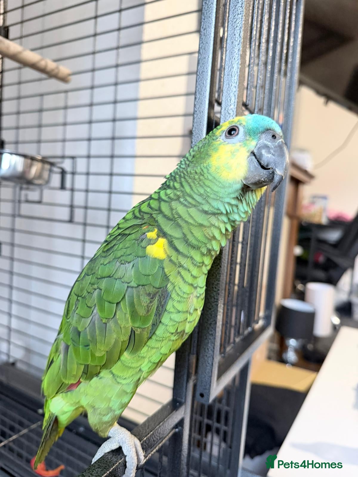 Parrots birds PARAKEETS/PARROTS/AMAZONs available  - Advert 1