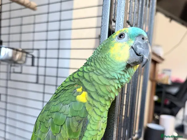 Parrots birds for sale: PARAKEETS/PARROTS/AMAZONs available - Advert 2