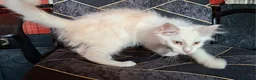 Maine Coon cats for sale: Pedigree Maine Coon Kittens in Manchester  - Advert 8