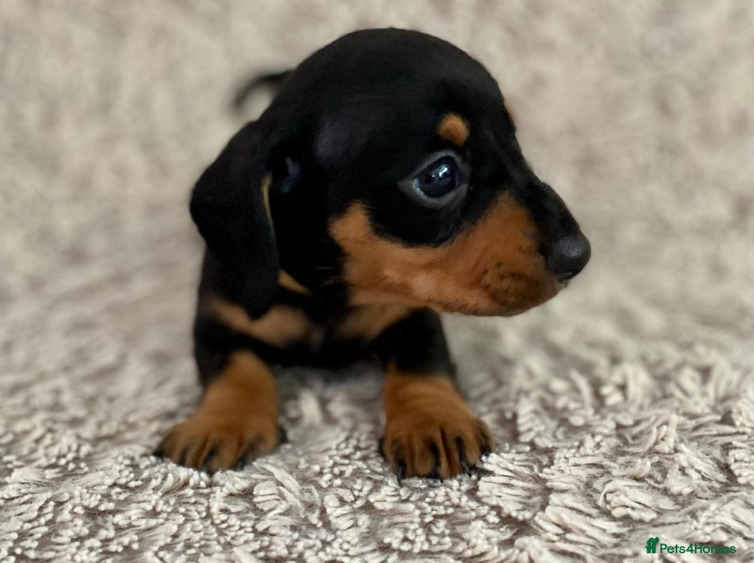 Dachshund dogs for sale: Sausage dachshund puppies  - Image 2