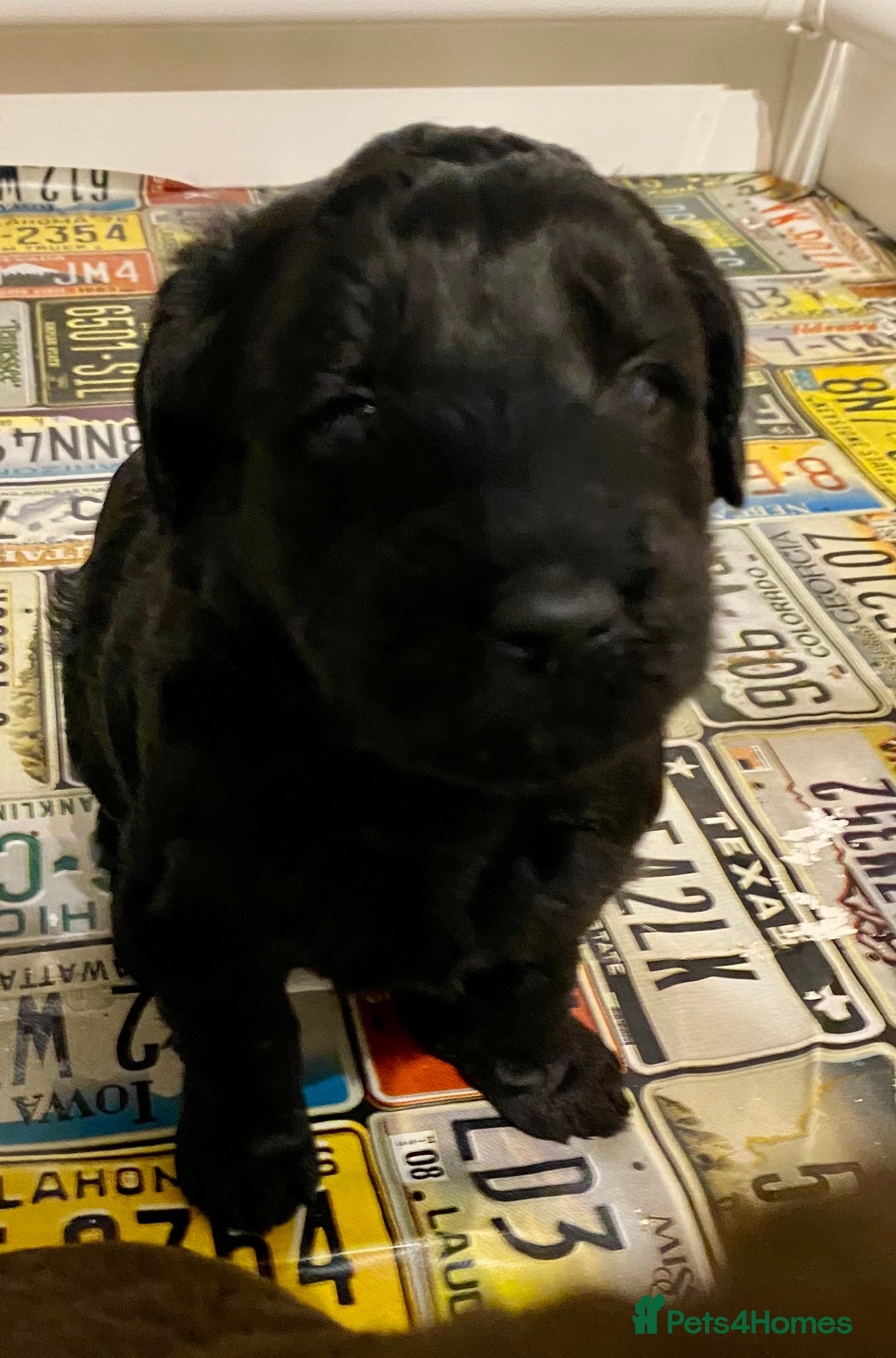 Labradoodle dogs for sale: LAST 3 LARGE PREMIUM MULTIGEN DOUBLE DOODLES 🐾🐾 - Advert 36