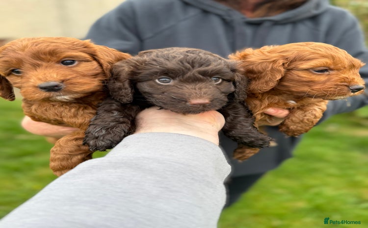 Cockapoo dogs - Advert 1