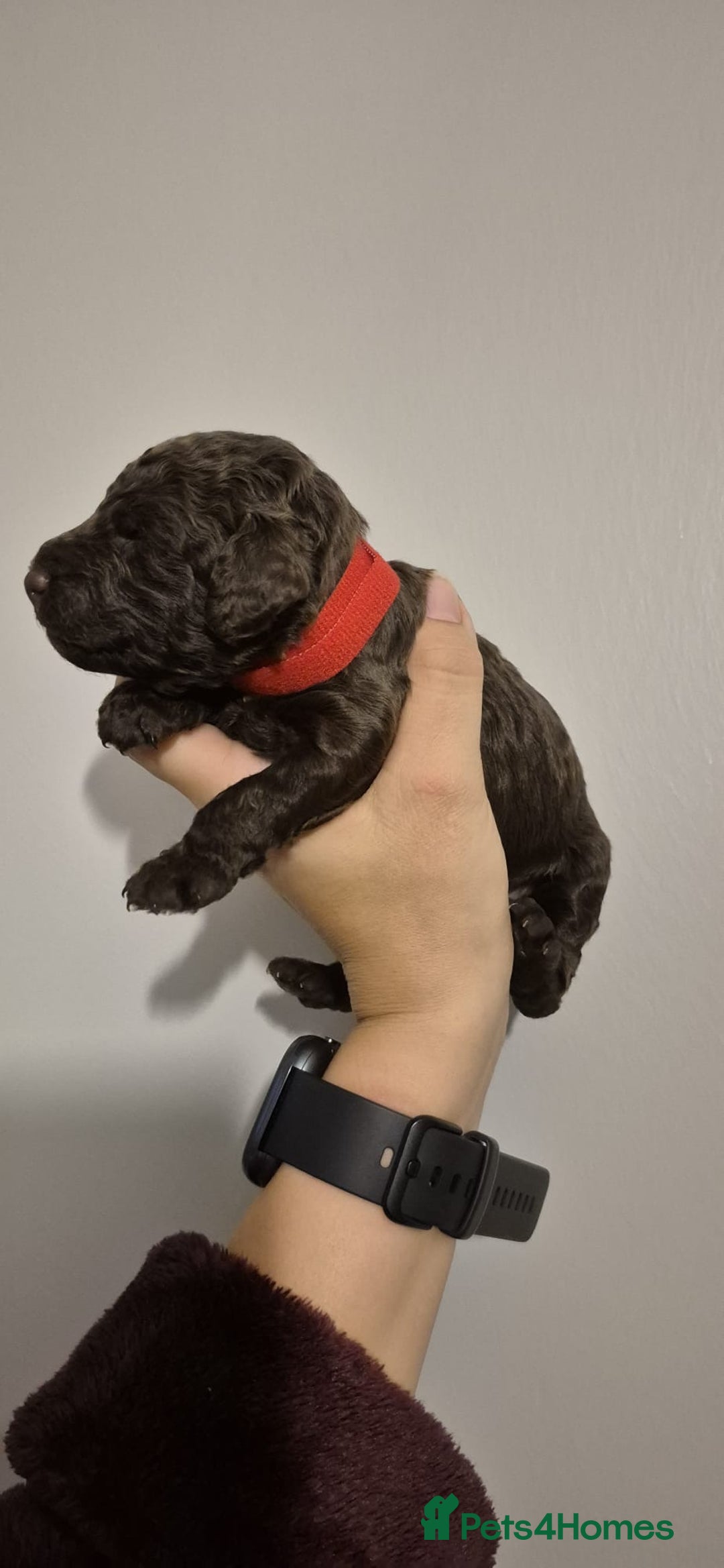 Cockapoo dogs for sale: ✨ Beautiful Cockapoo Puppies –  1 Boy & 4 Girls✨ - Advert 14