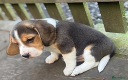 Beagle dogs for sale: KC REGISTERED SHOW TUOE BEAGLE PUPPIES  - Image 18