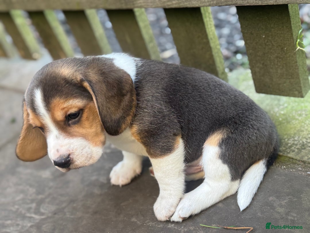 Beagle dogs for sale: KC REGISTERED SHOW TUOE BEAGLE PUPPIES  - Image 18