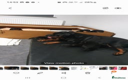 Rottweiler dogs for sale: Kc reg full German champion rottweiler puppies   - Image 14