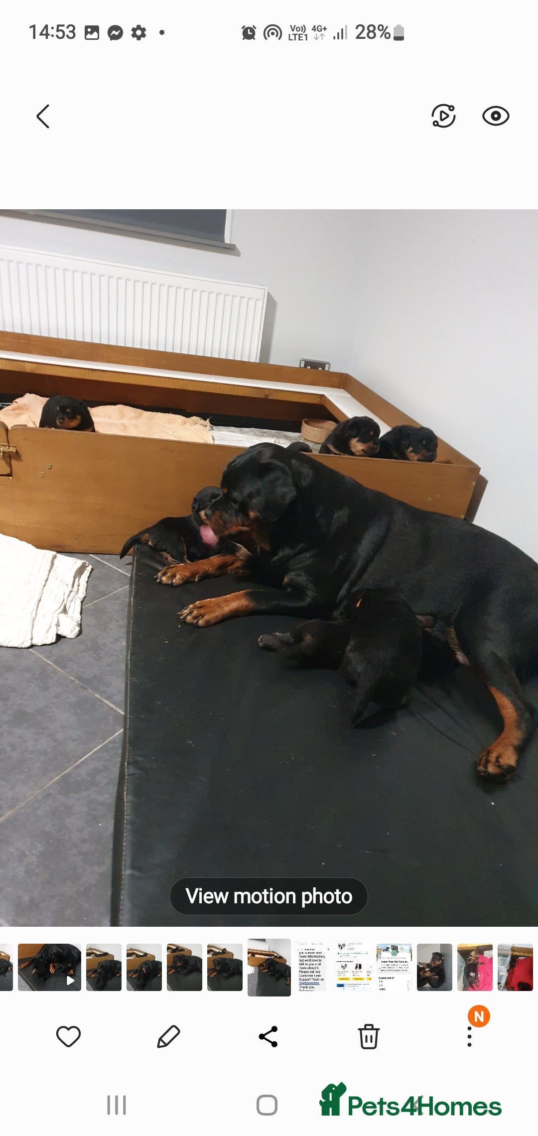 Rottweiler dogs for sale: Kc reg full German champion rottweiler puppies   - Image 14