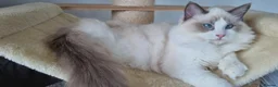 Ragdoll cats for sale: 💕Beautiful TICA Ragdolls Kittens 💕 - Advert 5