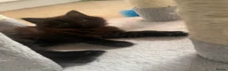 British Longhair cats for sale: Beautiful British longhair kittens - Advert 3