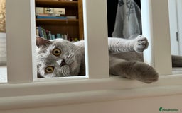 British Shorthair cats for sale: British shorthair male Bubu - Image 4
