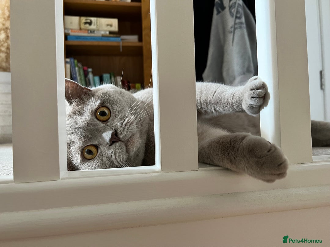British Shorthair cats for sale: British shorthair male Bubu - Image 4