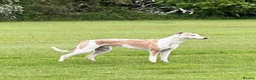 Lurcher dogs for sale: Lurcher puppy - Advert 7