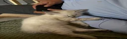 Siberian cats for sale: Pure Siberian Kitten- Microchipped, Vaccinated - Advert 9