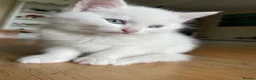 Mixed Breed cats for sale: White mixed breed kitten - Advert 2