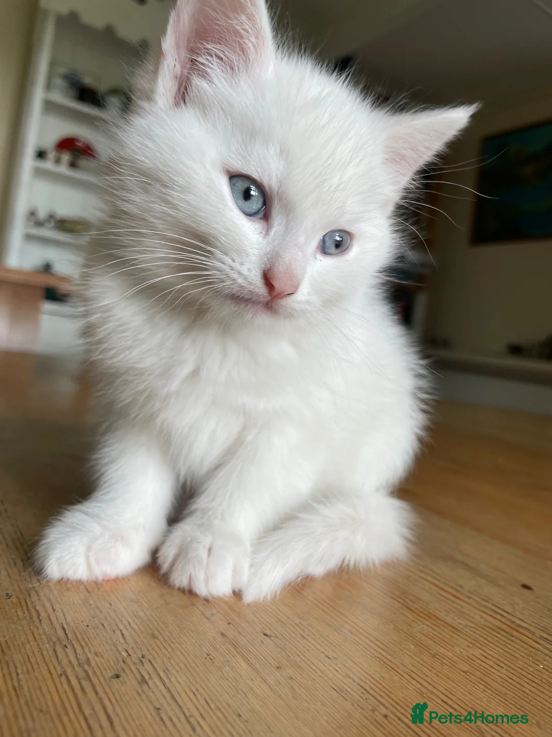 Mixed Breed cats for sale: White mixed breed kitten - Advert 2