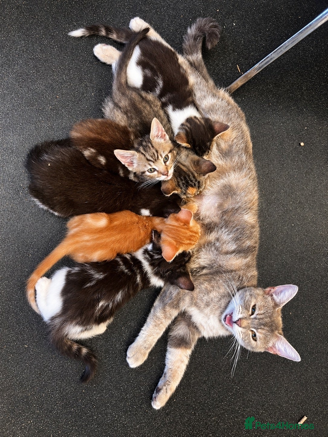 Mixed Breed cats 🐾 6 Beautiful Tabby x British Shorthair Kittens - Advert 3