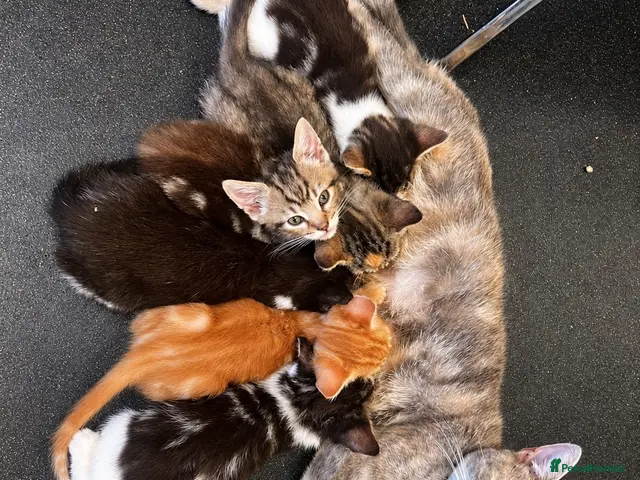 Mixed Breed cats 🐾 6 Beautiful Tabby x British Shorthair Kittens - Advert 6