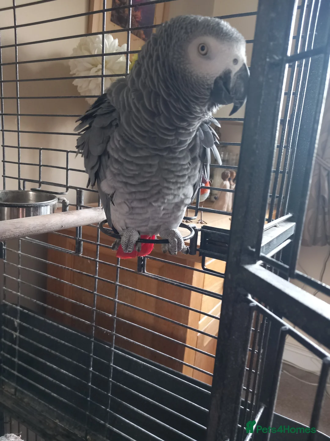 Parrots birds for sale: Amazon grey parrot in Telford - Advert 3