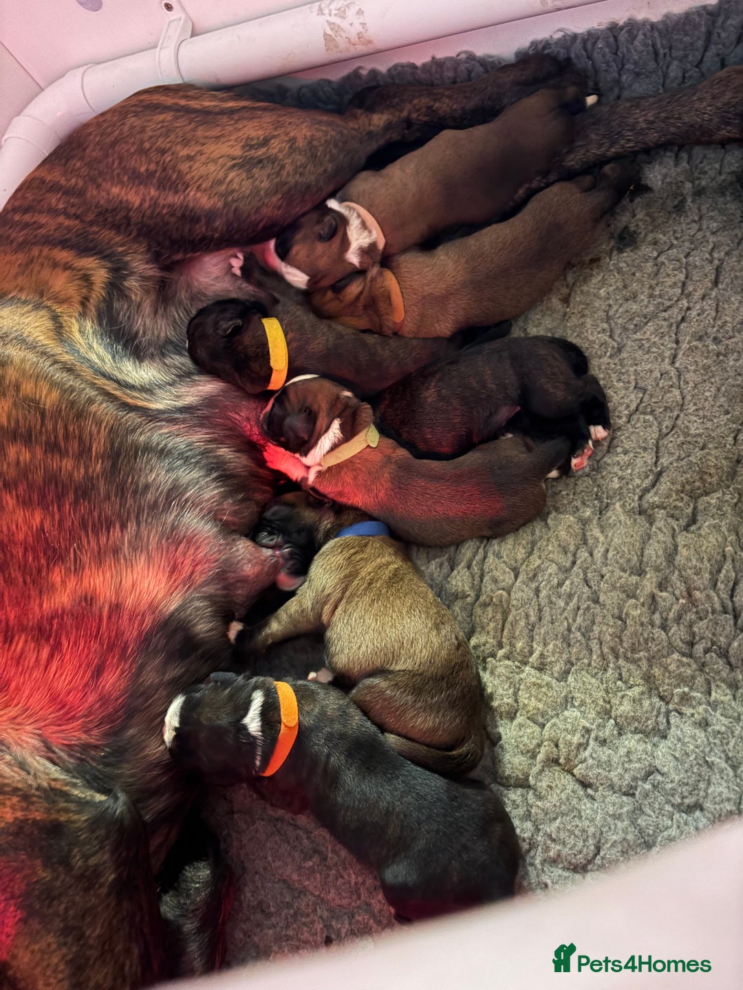 Boxer dogs for sale: ⭐️ HEALTH CHECKED KC REG ⭐️ - Advert 5