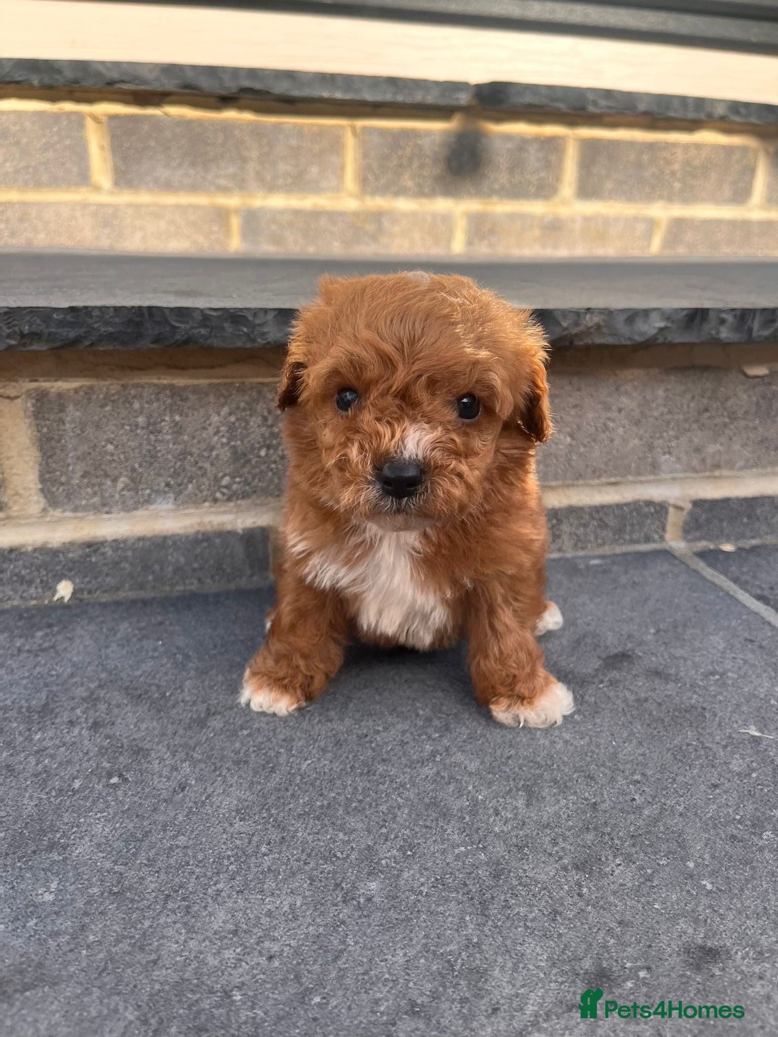 Cavapoo dogs ADORABLE F1 CAVAPOO PUPPYS BOYS +GIRLS AVAILABLE  - Advert 1