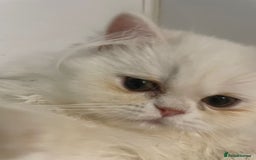 Persian cats for sale: 3 beautiful Persian Kittens Registered with GccF - Image 4