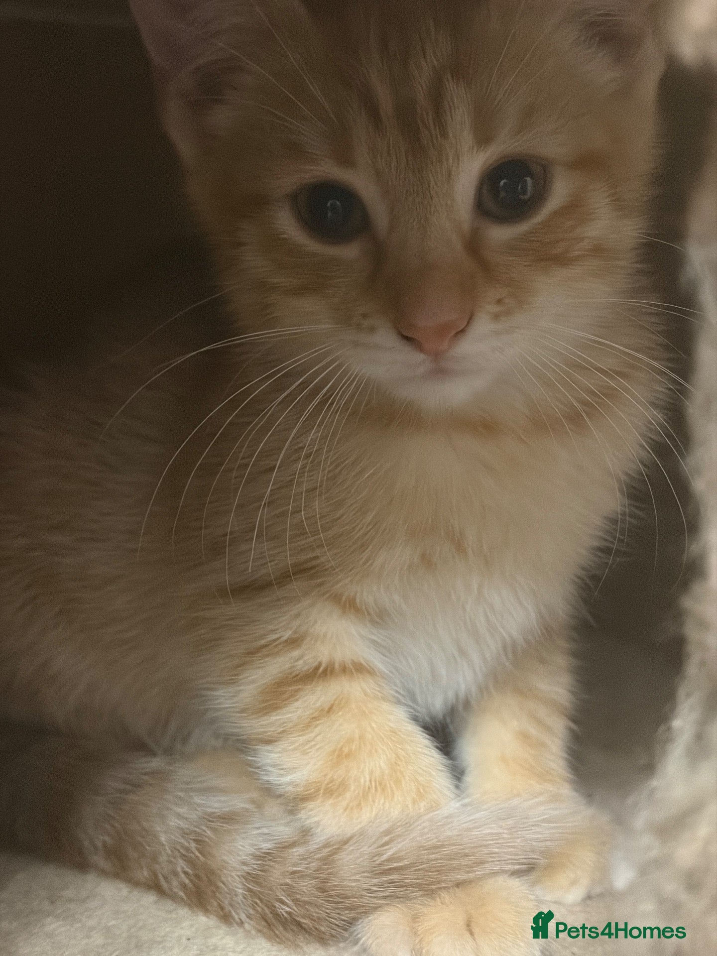 Mixed Breed cats Kittens looking for a lovely family  - Advert 16