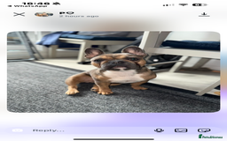 French Bulldog dogs for sale: French bulldog Pups  - Image 13
