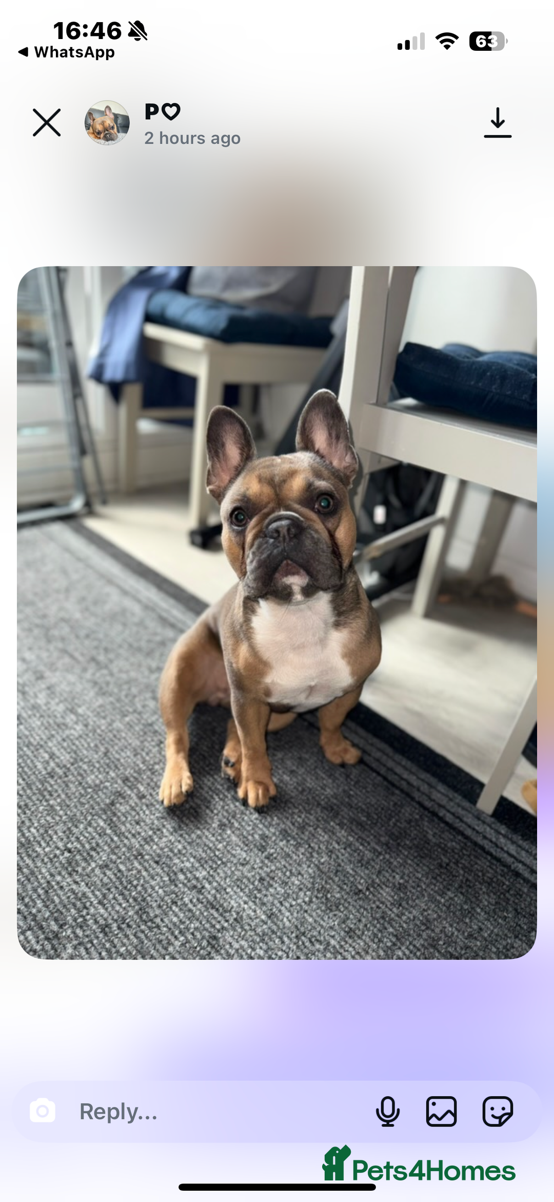 French Bulldog dogs for sale: French bulldog Pups  - Image 13