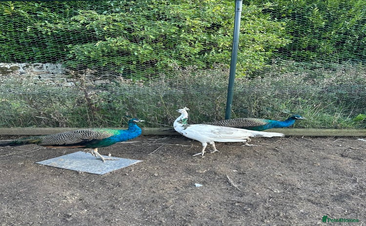 Peafowl poultry - Advert 4