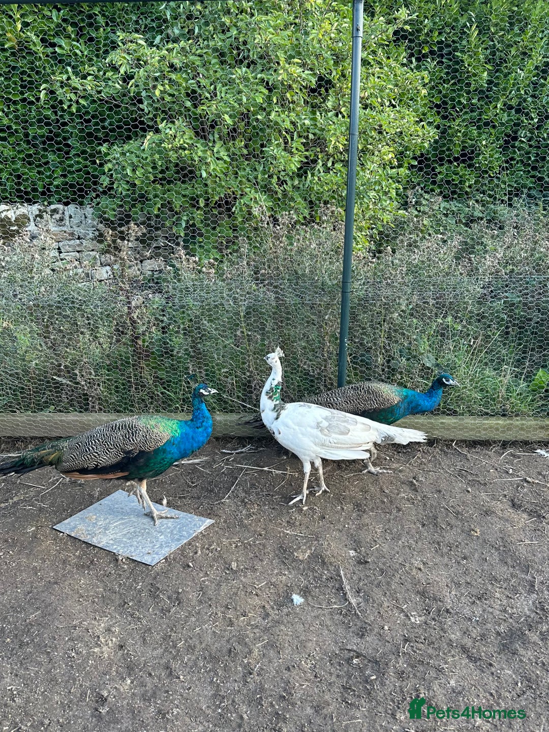 Peafowl poultry for sale: Two Indian Blue Peacocks for Sale - Image 1