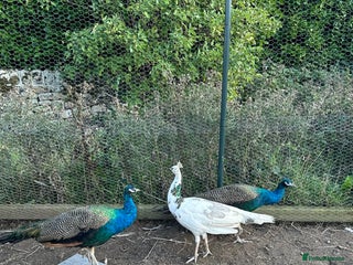 Peafowl poultry - Advert 3