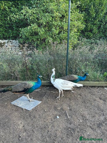 Peafowl poultry - Advert 2