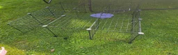Guinea Pig rodents for sale: 2 female Guinea pigs and hutch - Advert 6