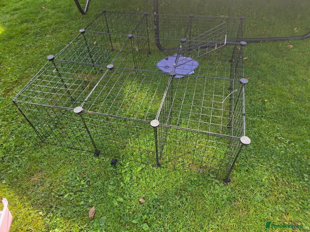 Guinea Pig rodents for sale: 2 female Guinea pigs and hutch - Advert 6