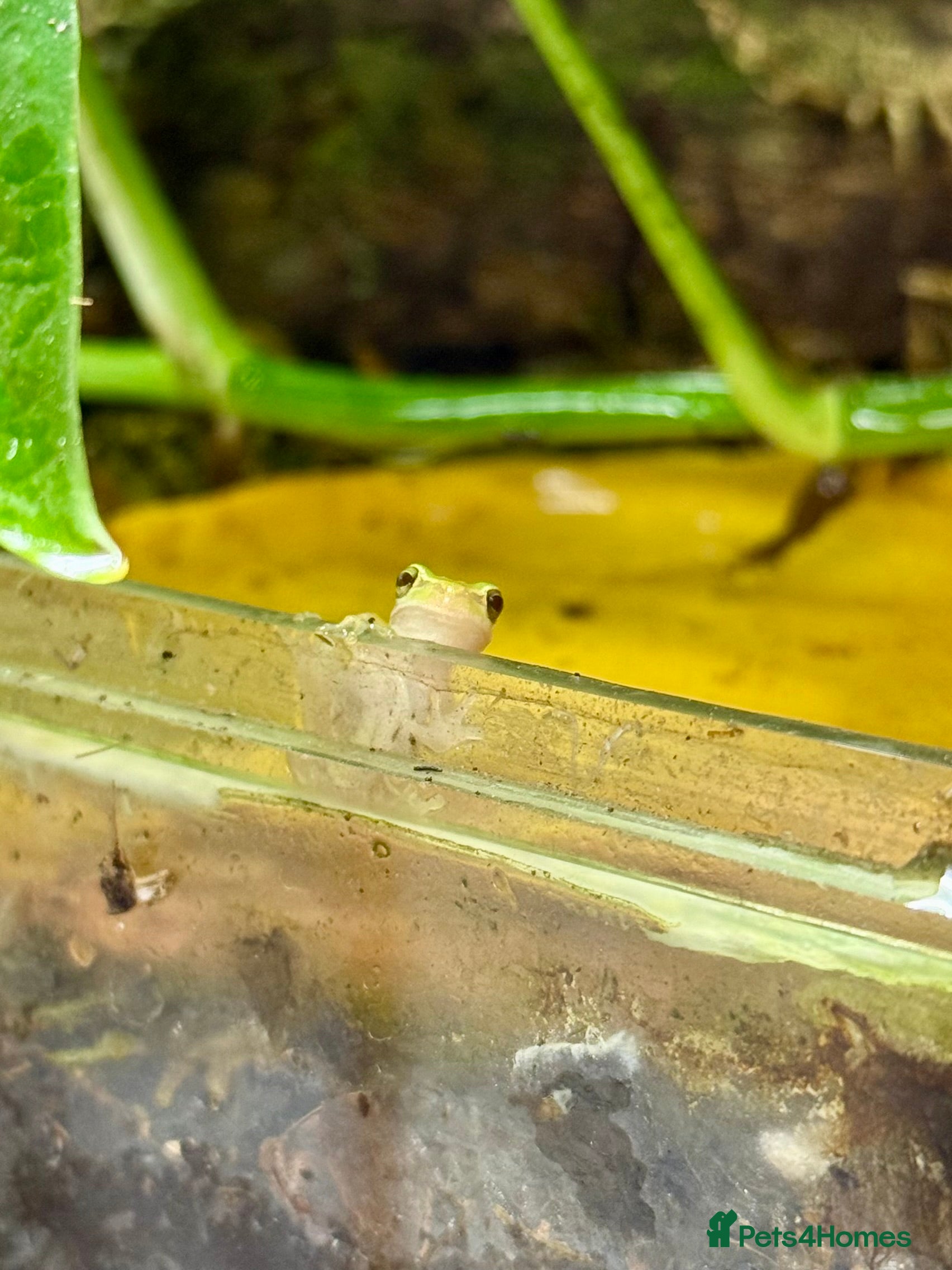 Frog reptiles European Tree Frogs - Advert 6