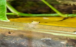 Frog reptiles for sale: European Tree Frogs - Image 4