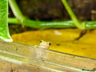 Frog reptiles European Tree Frogs - Advert 22